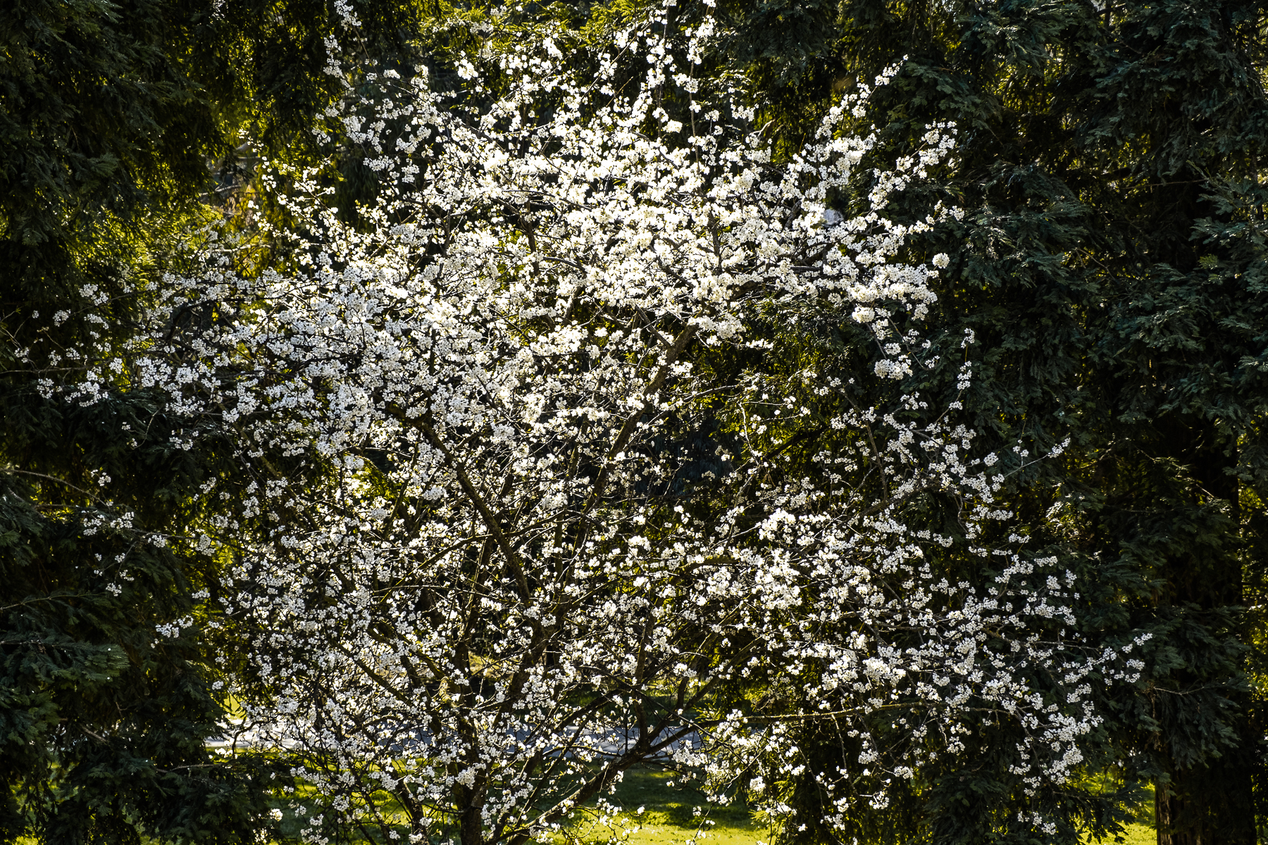 WW-White flowers-0015