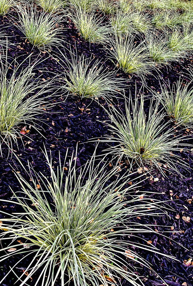 WW- Wispy plants on blue-black-6030