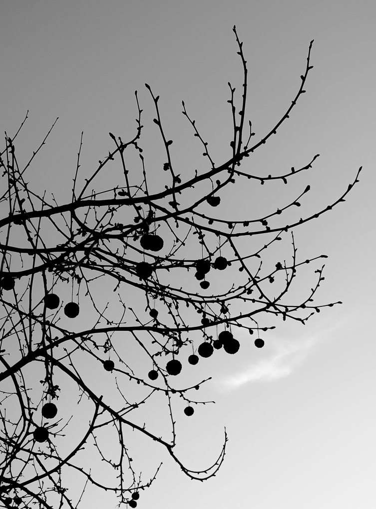 Monochrome Mondays: Nature’s&nbsp;ornaments