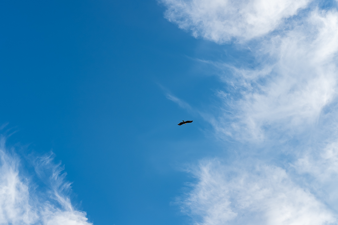 Hawk early morning gift-4925