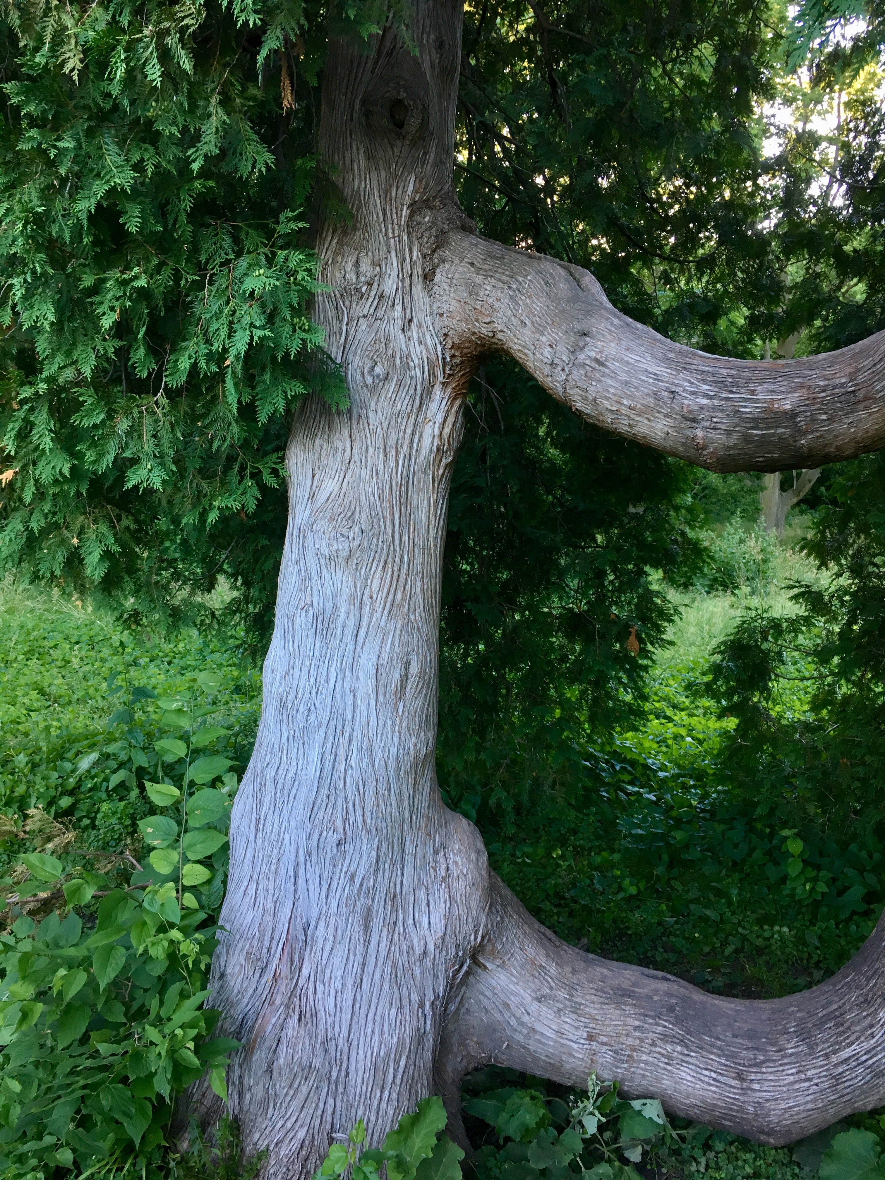 Dancing Tree - original 1_3695