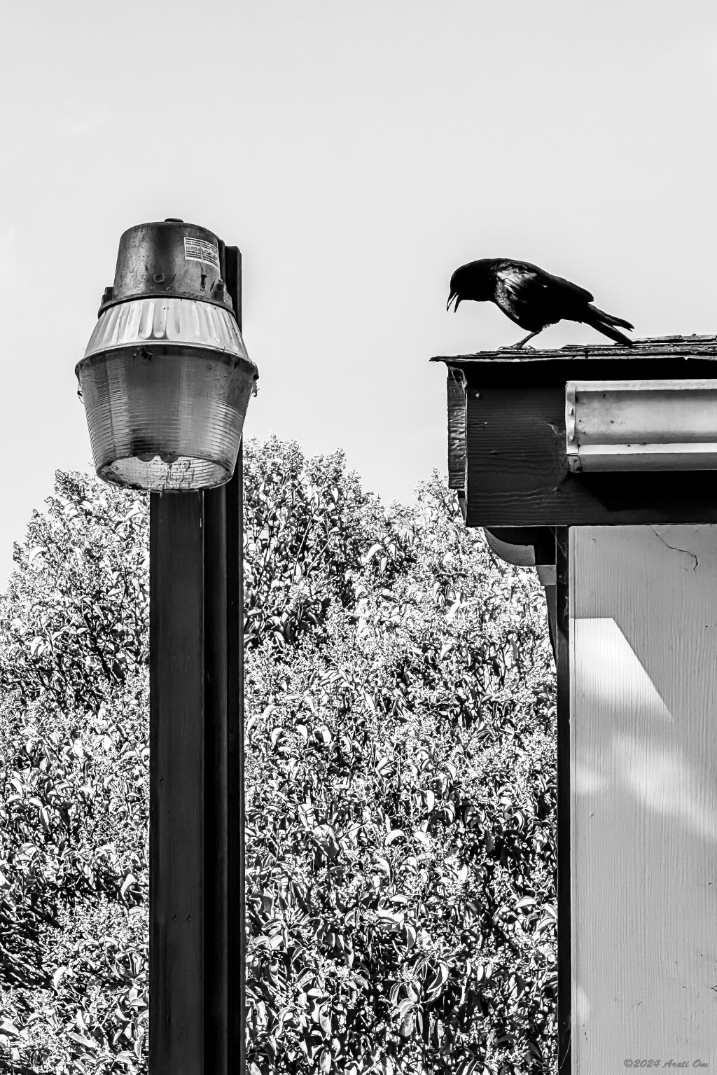 Monochrome Mondays: Crow conversing with a street&nbsp;lamp