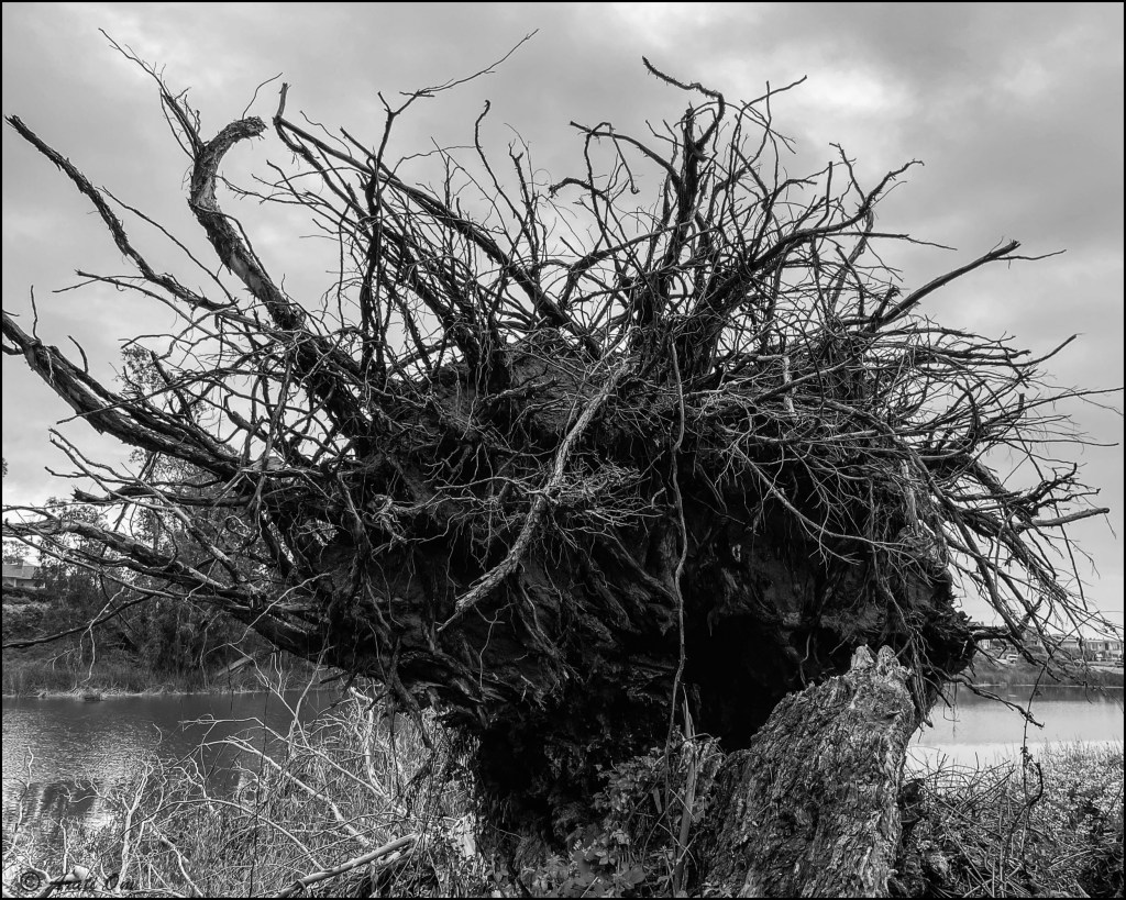 Monochrome Mondays: Uprooted