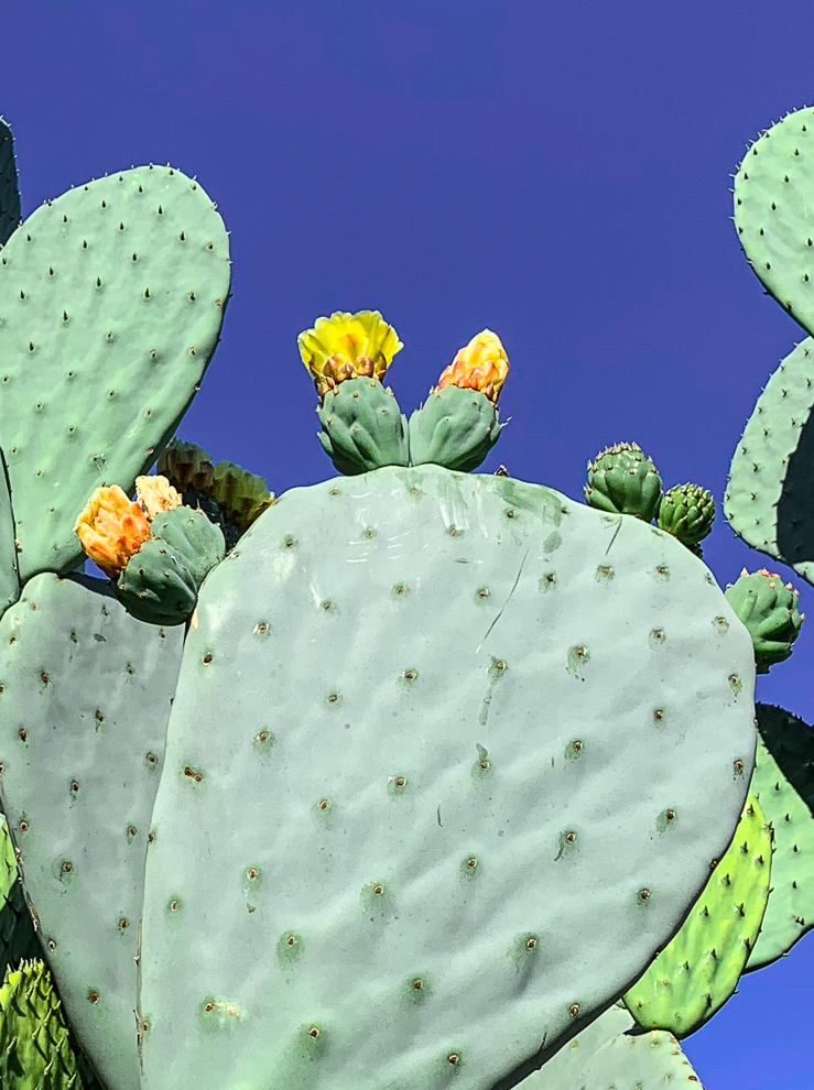 Wordless Wednesday
