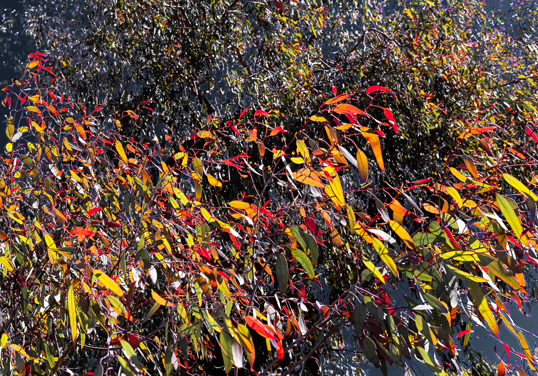 Fall before Summer-0367