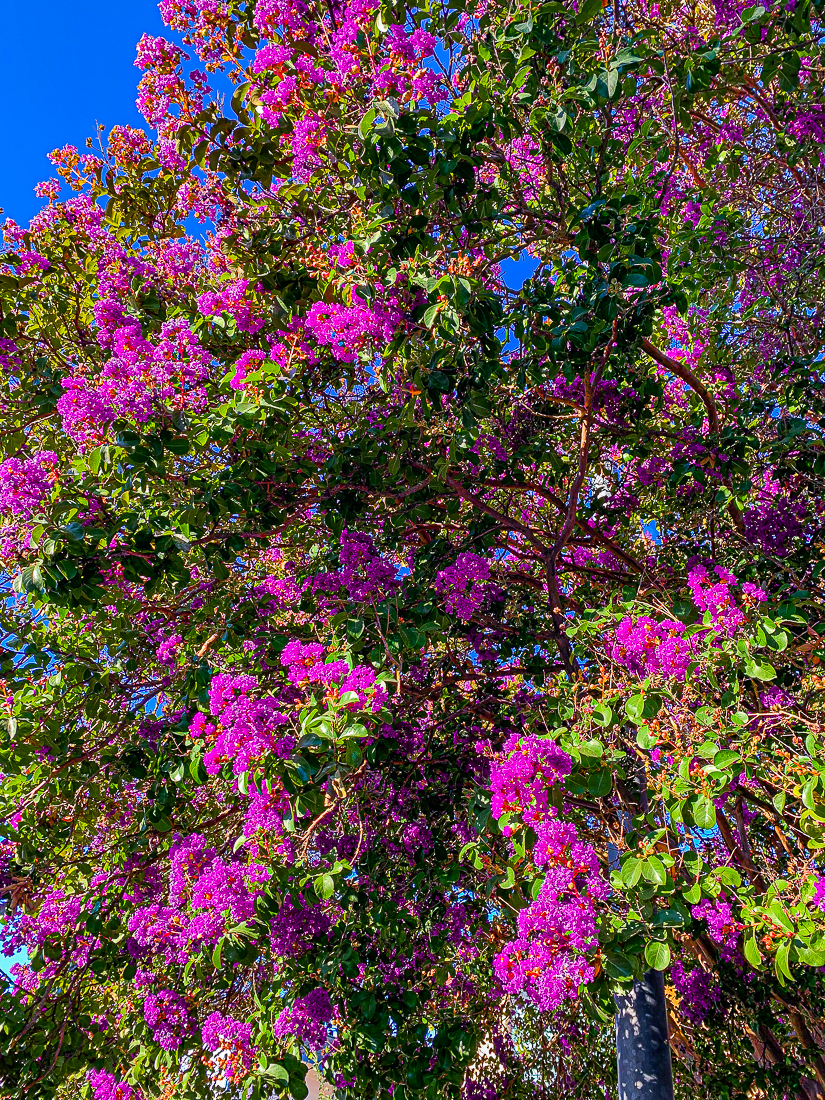 WW-Summer bloom-7282