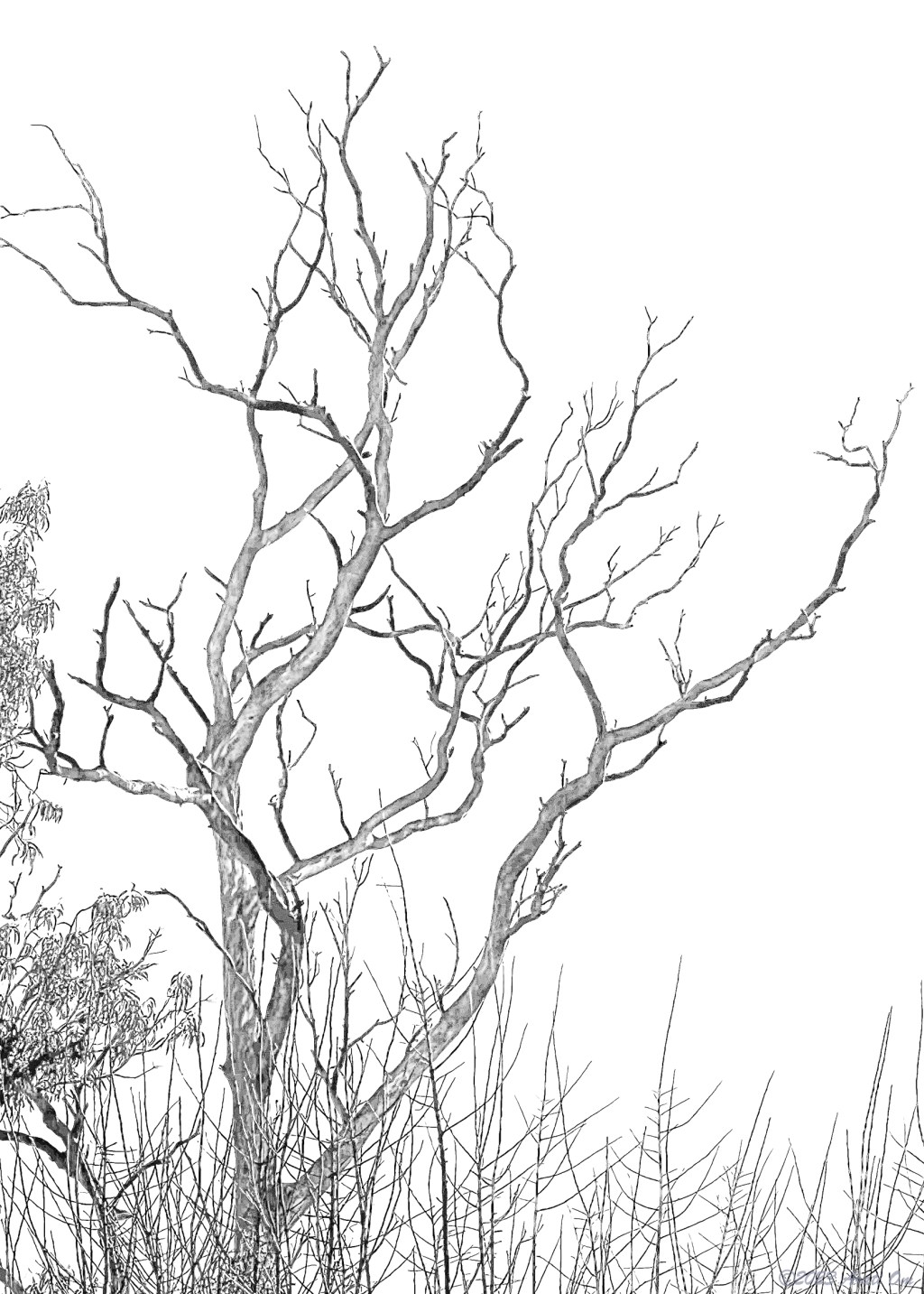 Monochrome Mondays: When the cormorants take&nbsp;off