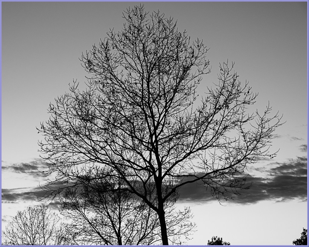 Monochrome Mondays: evening&nbsp;silhouettes