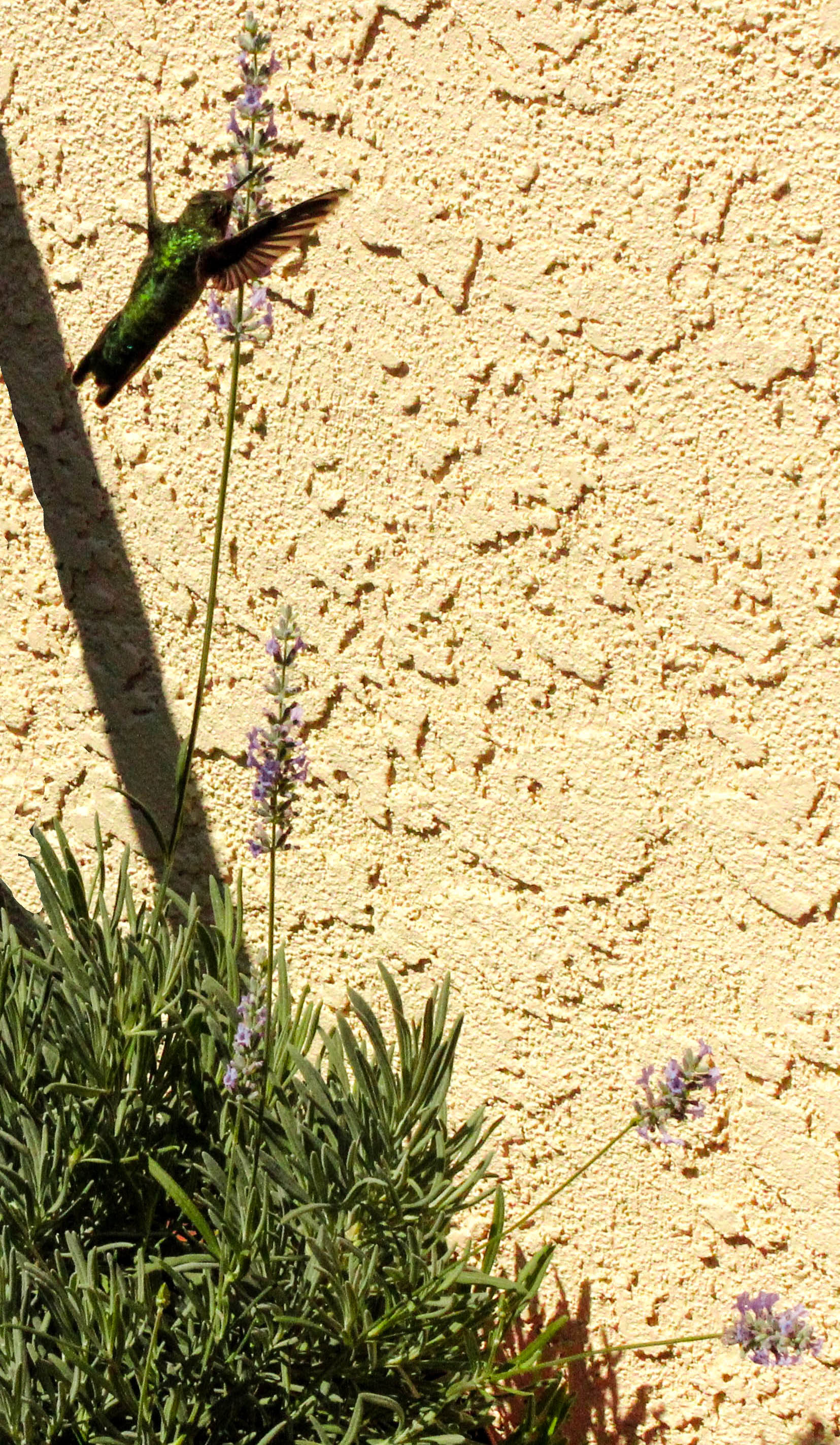 hummingbird-floating-3