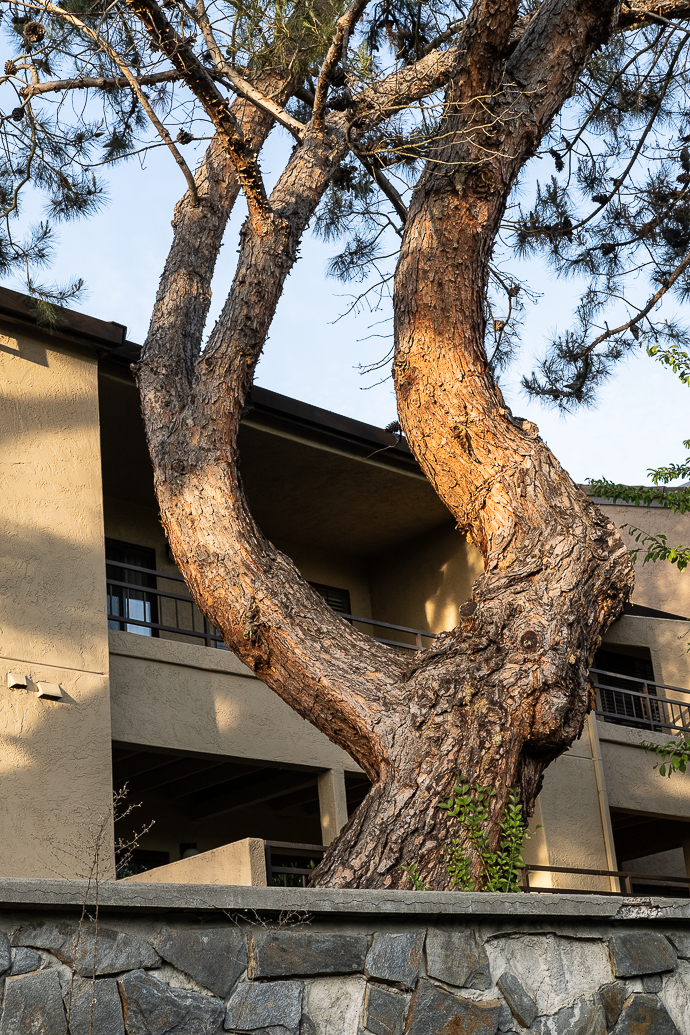 Lens-Artists- Tree trunk Cropped (orig)-0478