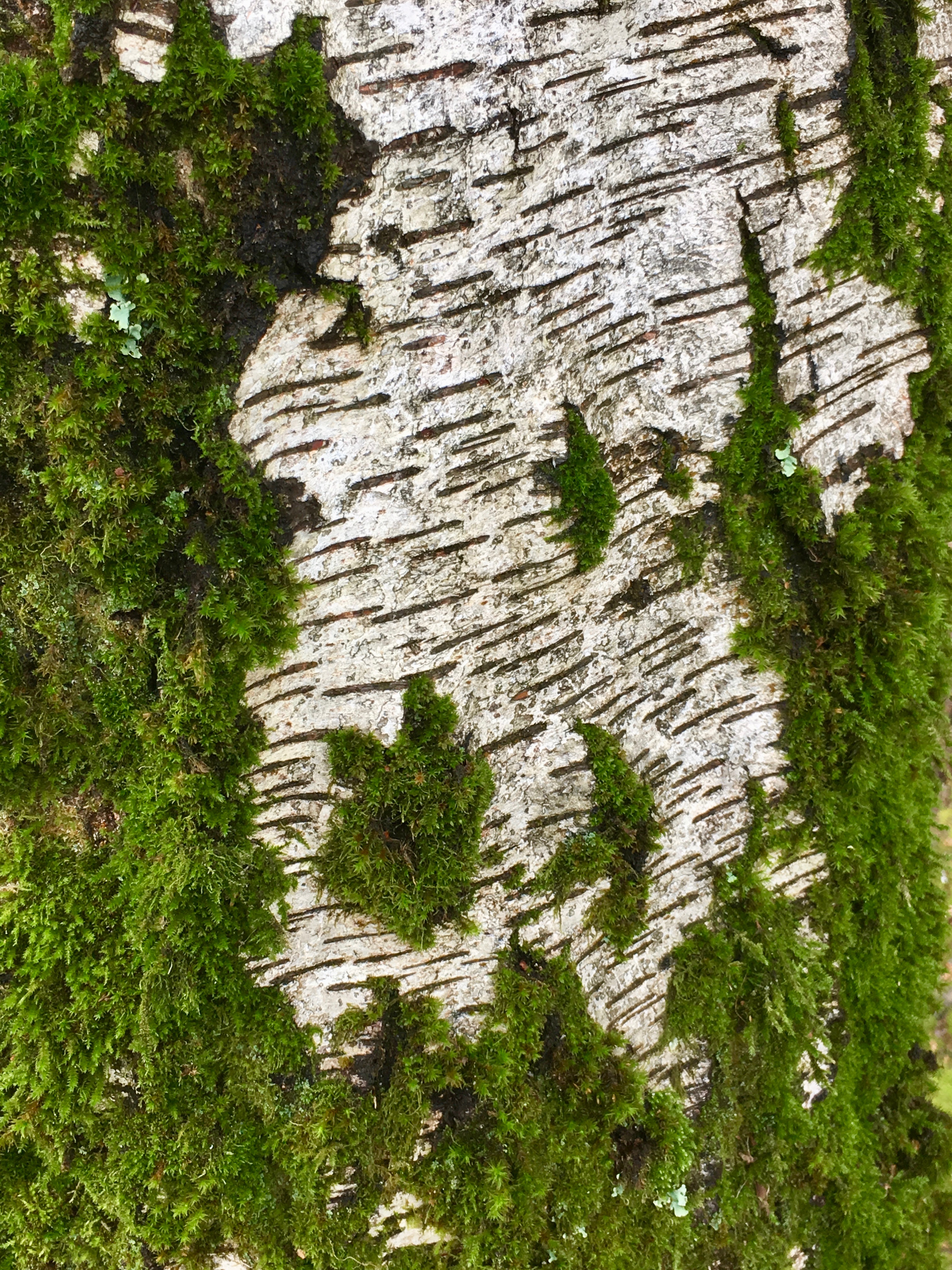 Moss on White Bark IMG_4340
