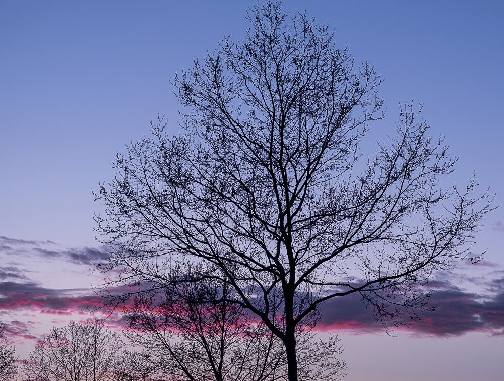 WW-Sunset - Tree silhouette - Market Place-0042-2