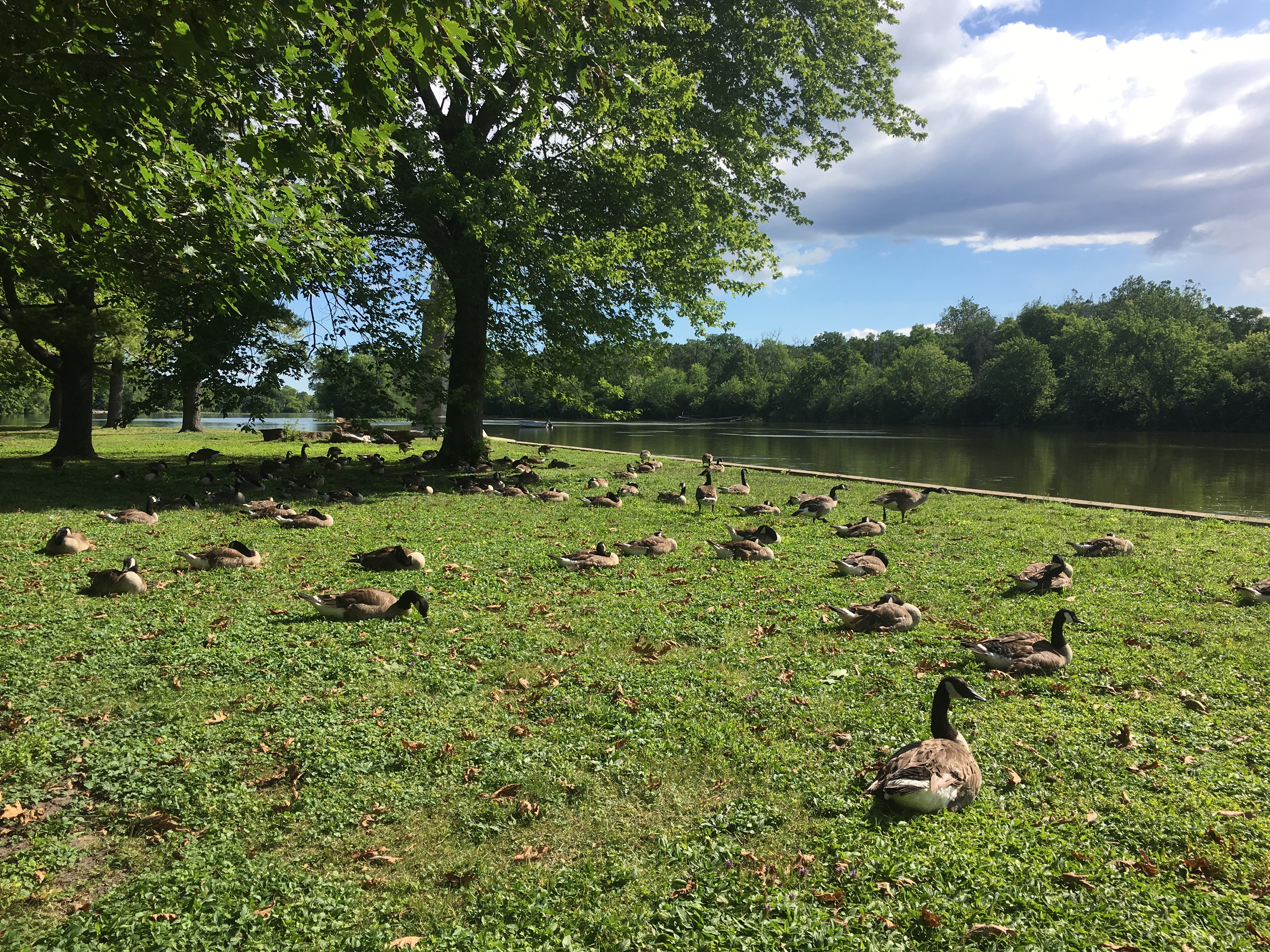 Geese_meditation