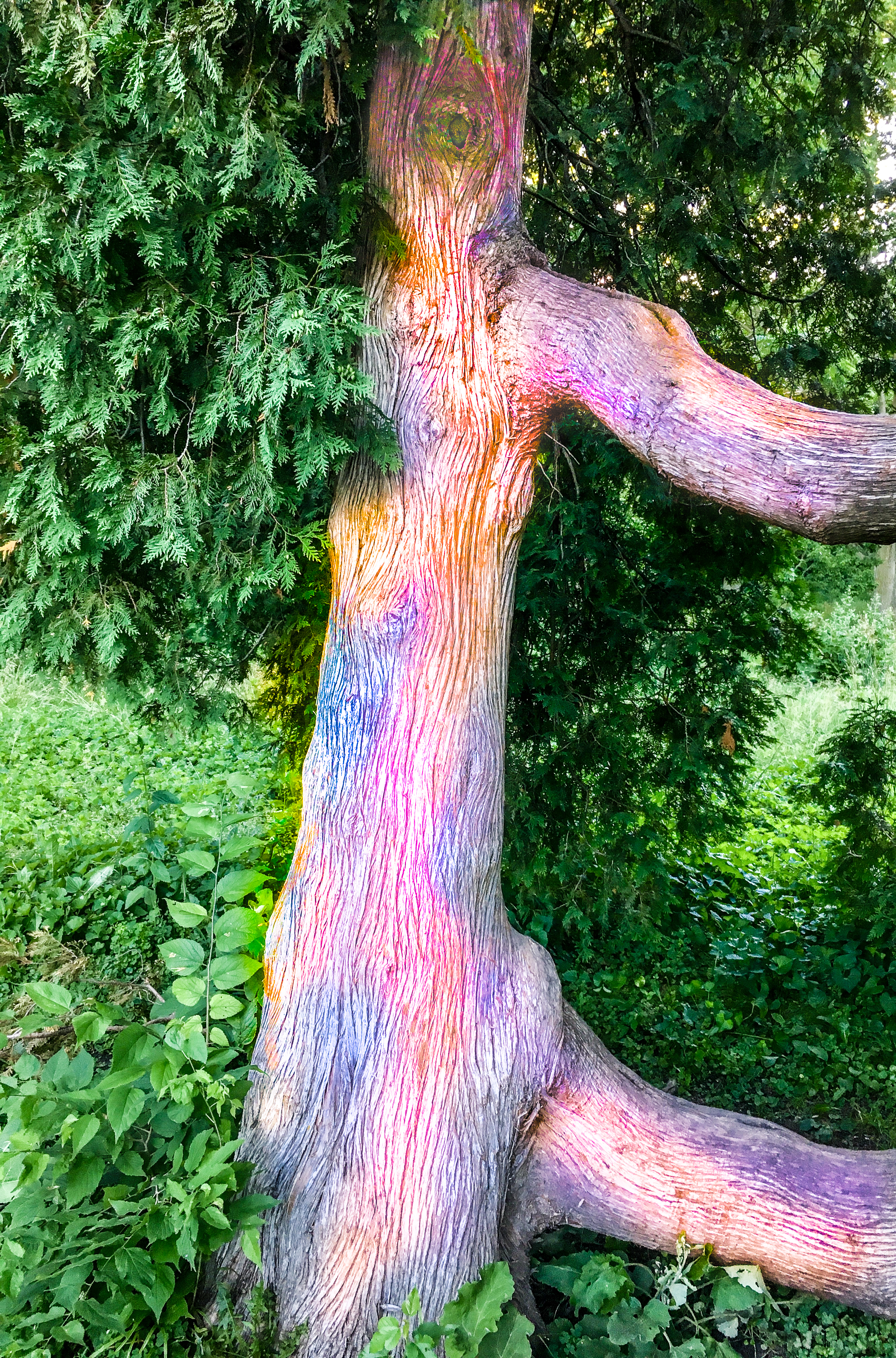 Dancing Tree - painted 5-3695