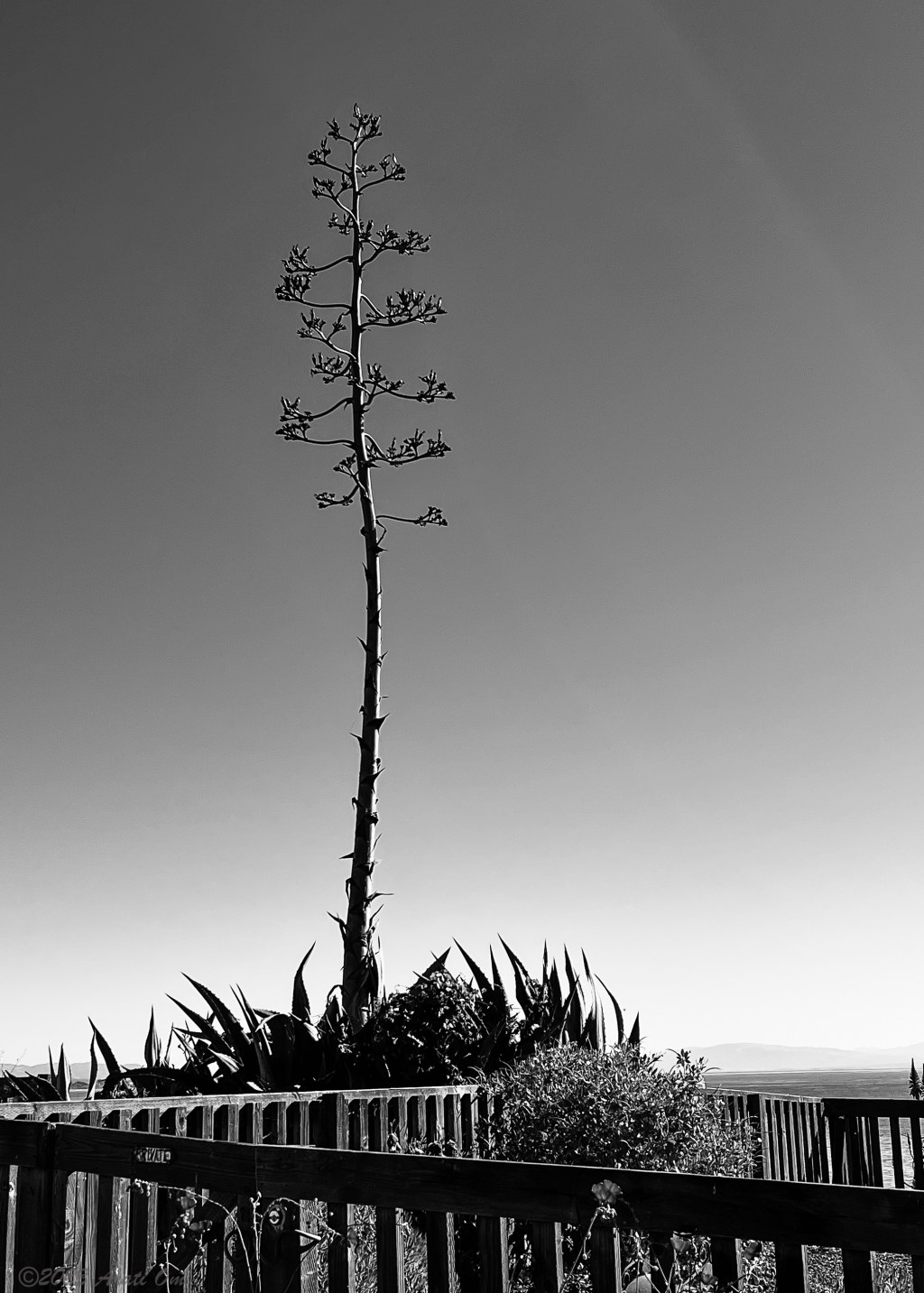 Monochrome Mondays: Sending a prayer – for&nbsp;Kyle