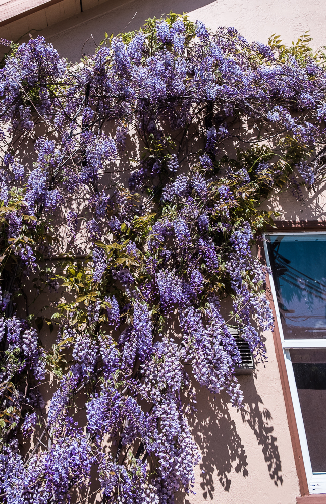 Wisteria Full Berkeley-0868