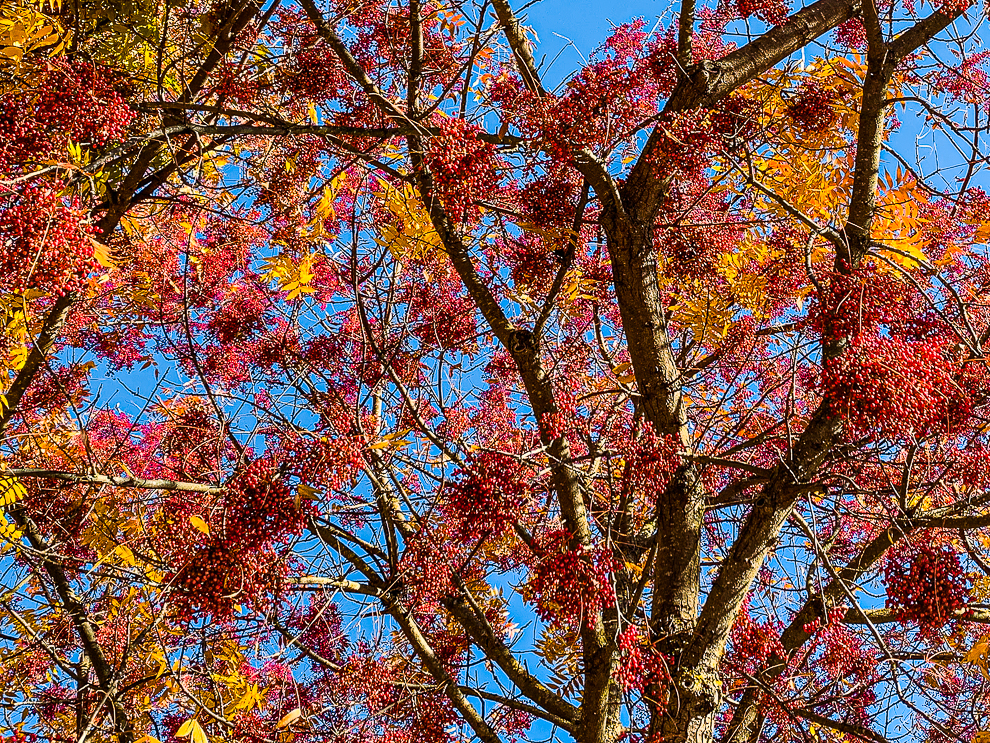 Lens-Artists Photo Challenge: An alphabet challenge – subjects beginning with&nbsp;“A”