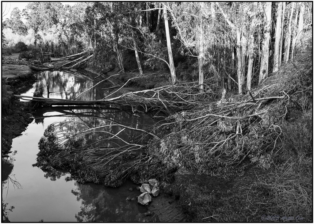Monochrome Mondays: Eucalyptus&nbsp;down