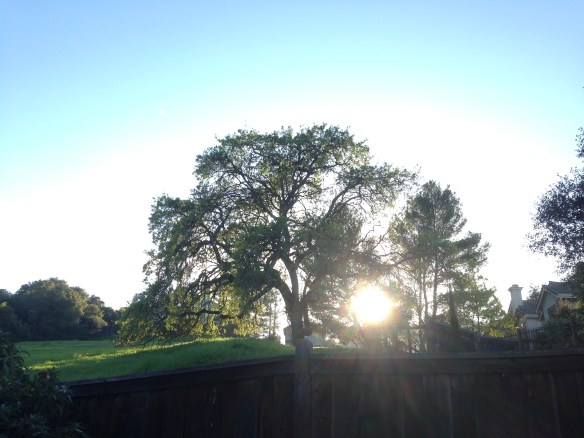 Oak Tree_Sun