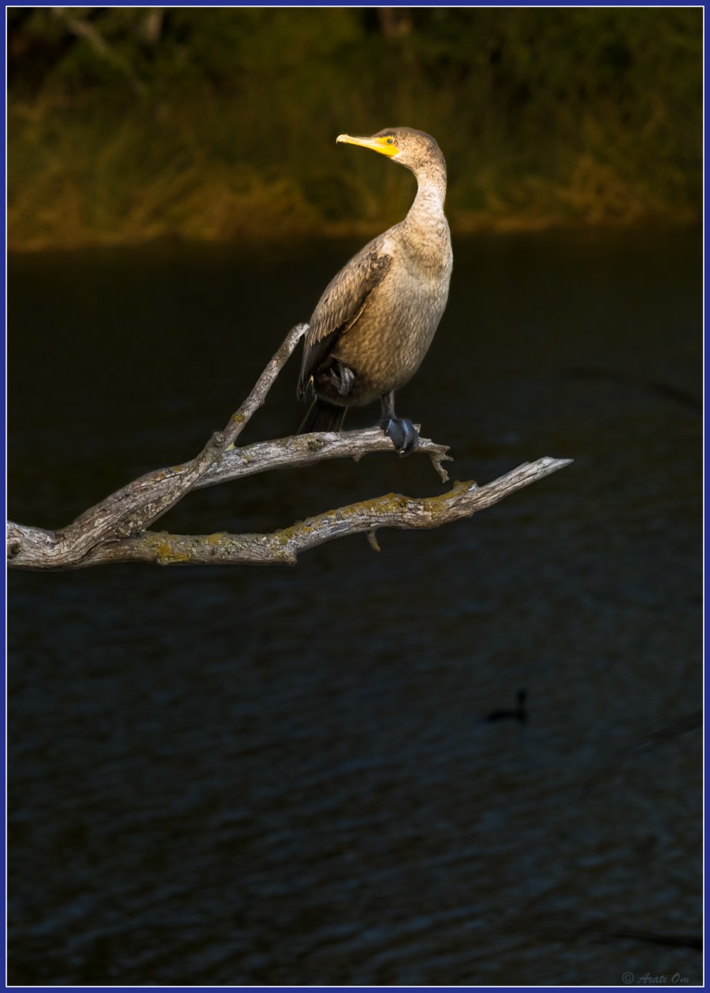 Cormorants