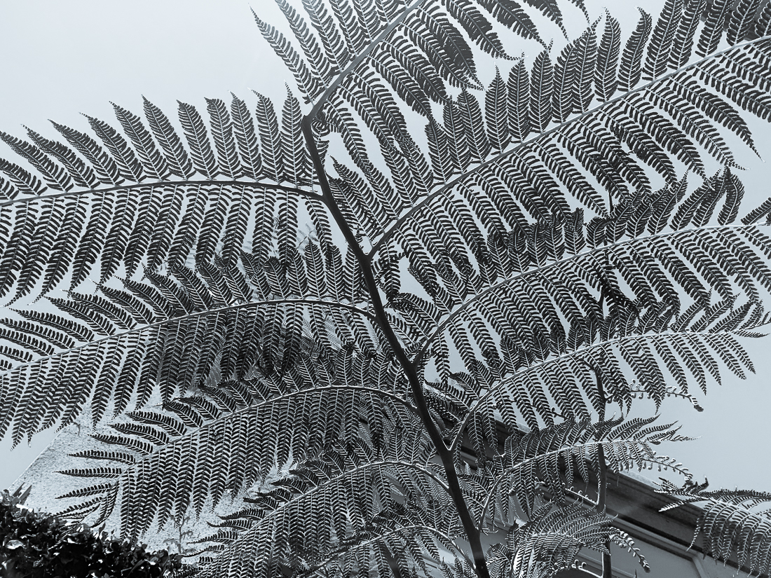 Monochrome Mondays - Fern Berkeley-6912