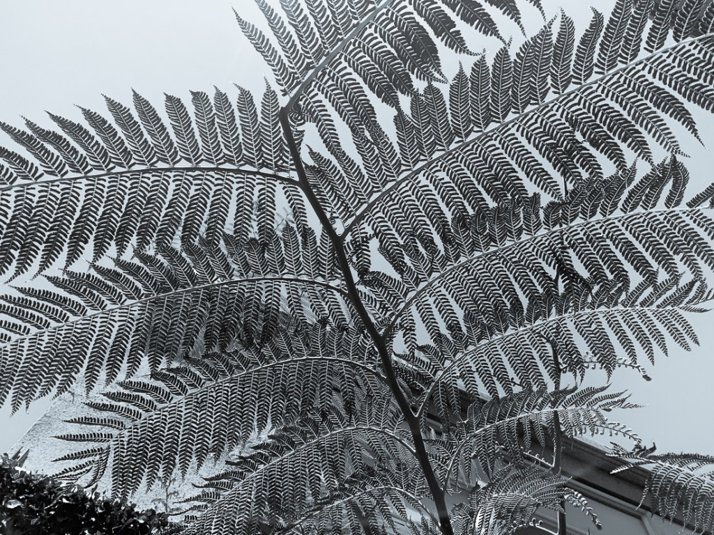Monochrome Mondays –&nbsp;Fern