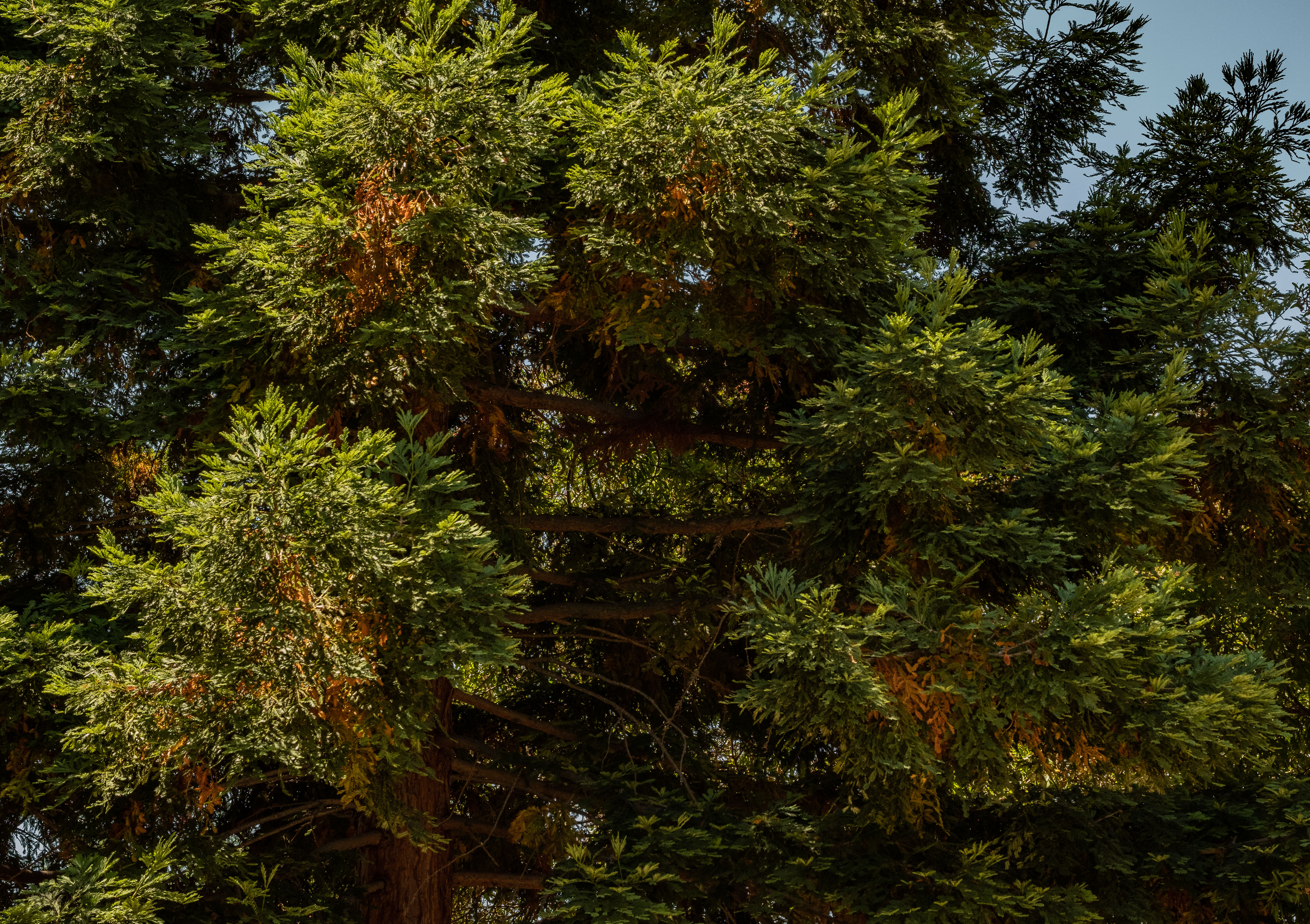 Redwoods fall colors-2194