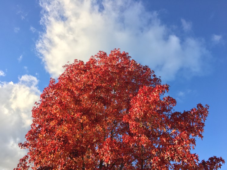 fall-tree-w-cloud