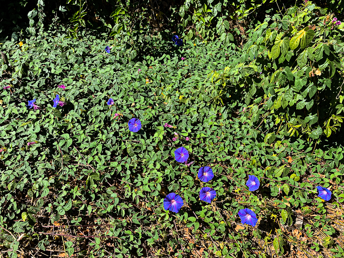 Morning glories-7320