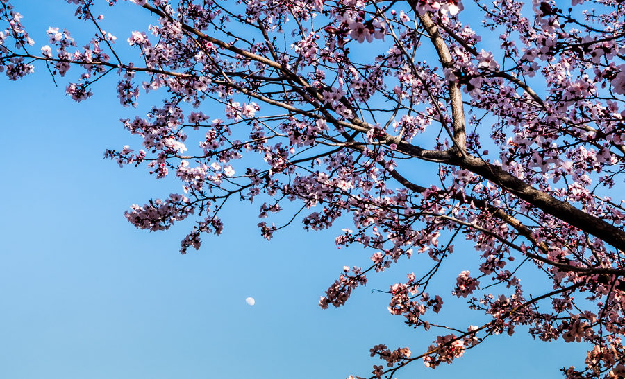 Plum Tree-0626