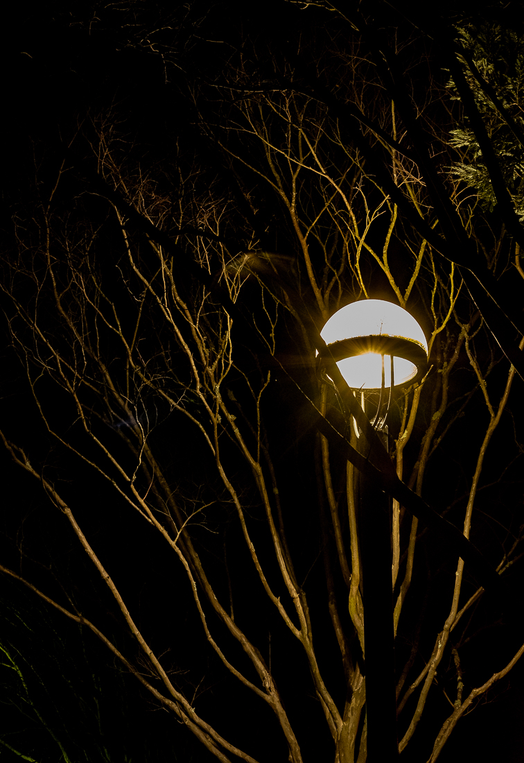 Night Life - Street Lamps-5959