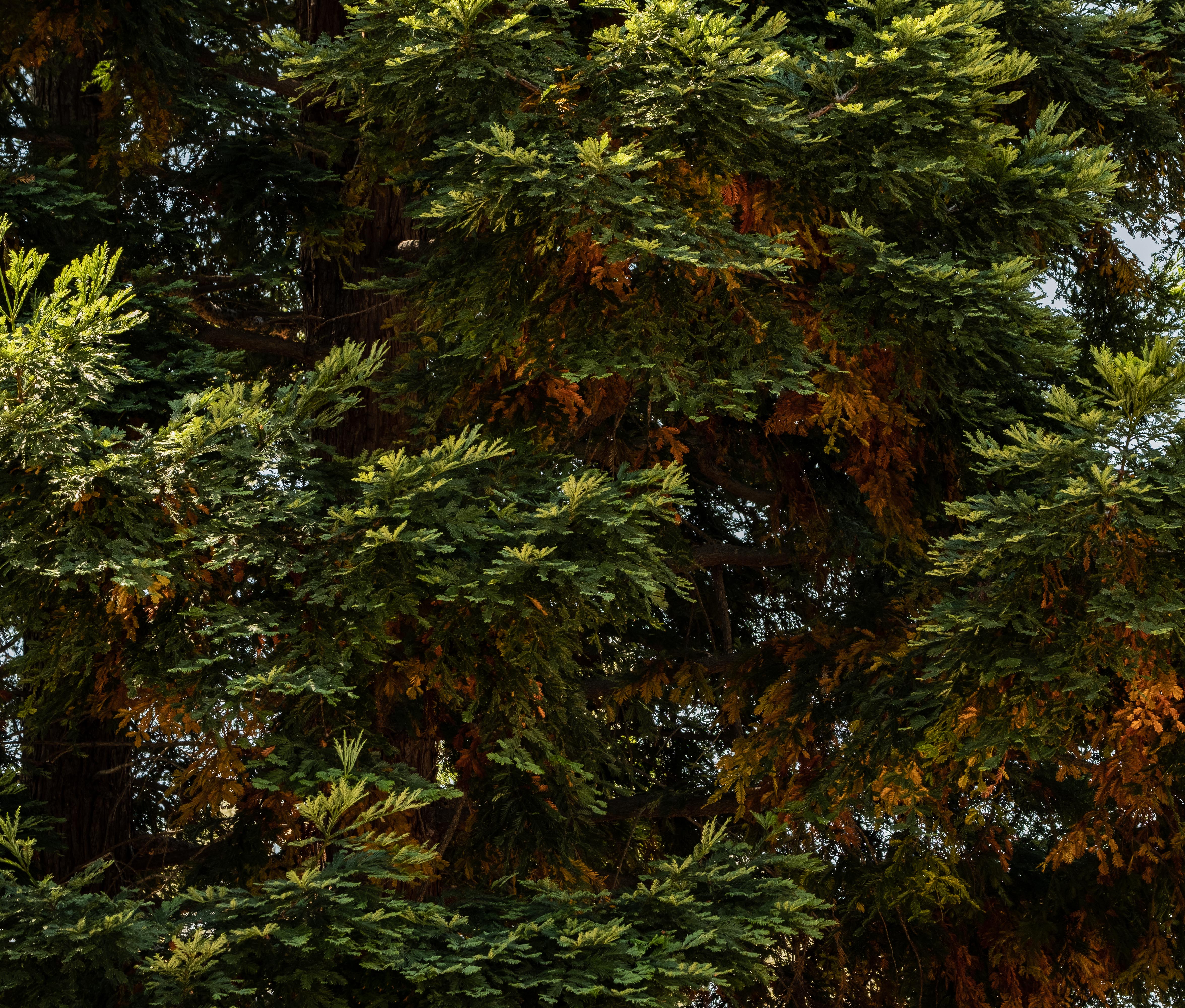 Redwods fall colors-2183