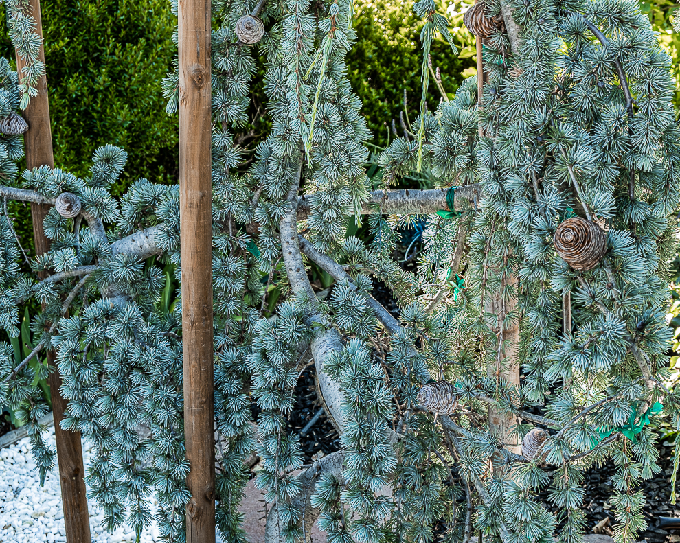 L-A Blue Deodar Cedars-0152