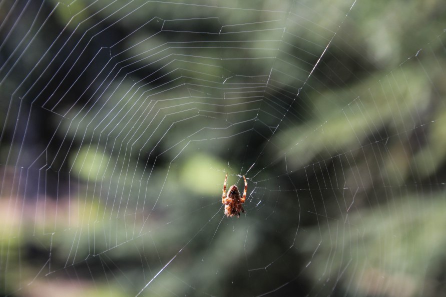 Spider in Web