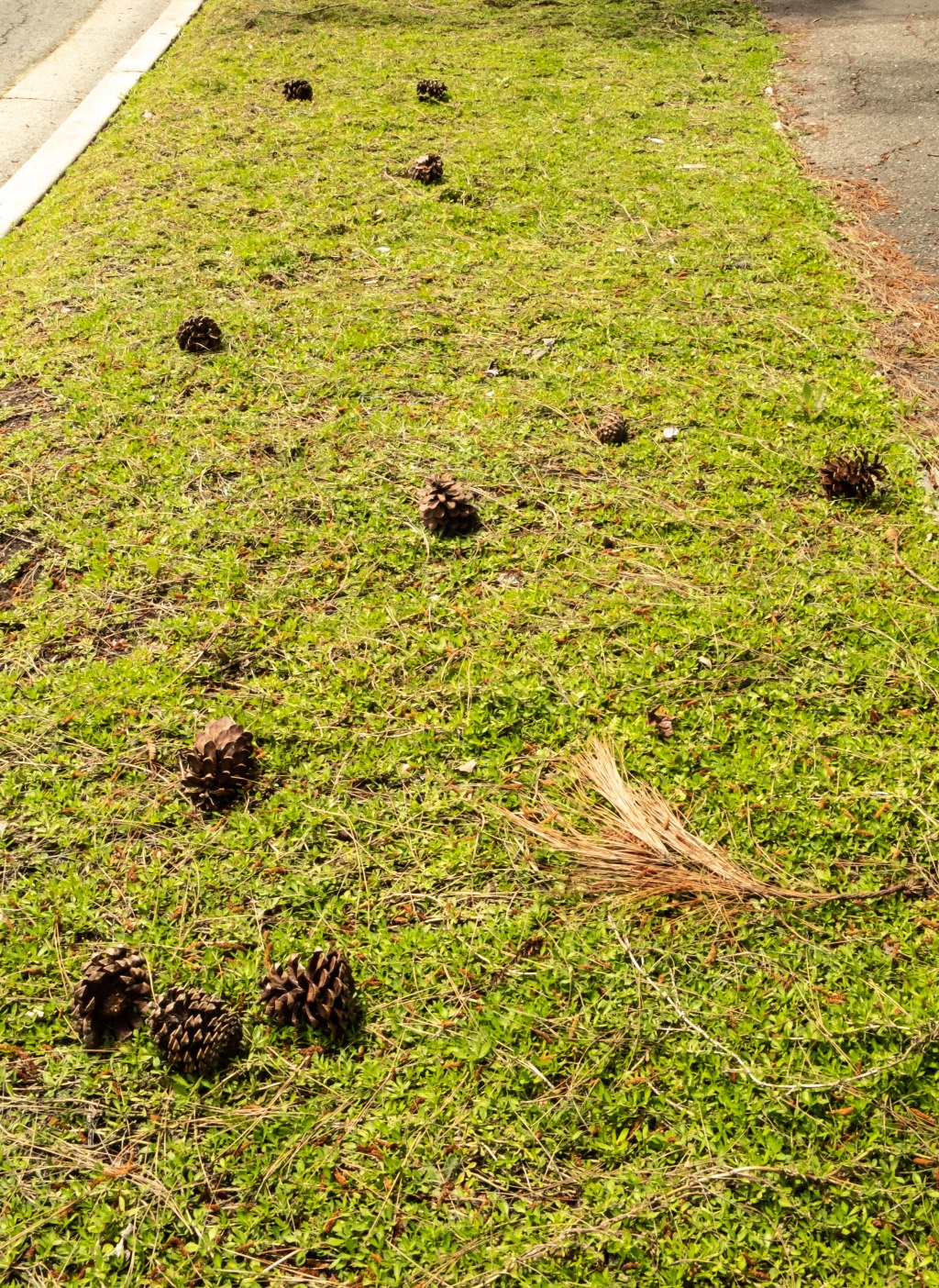 Lawn bowling for&nbsp;critters