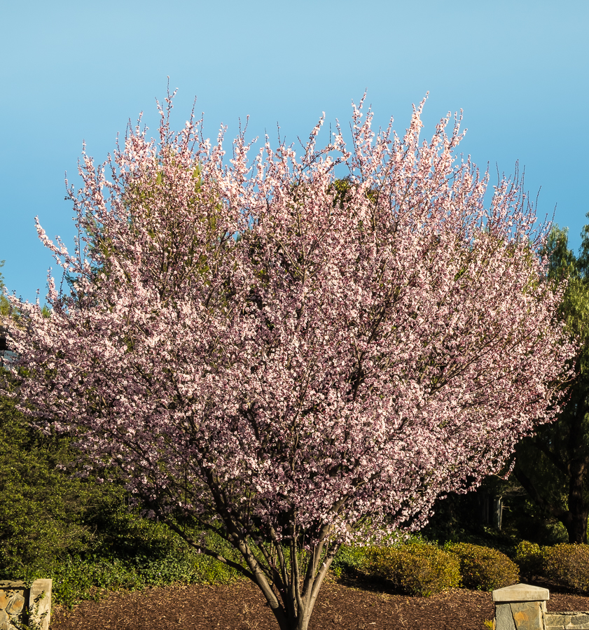 Plum Tree-0613