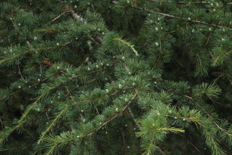 Pine Cones Next Generation