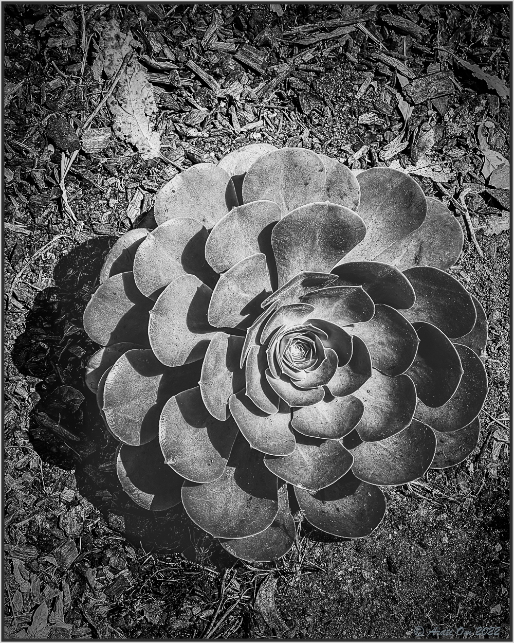 Monochrome Mondays: Drought&nbsp;resistant