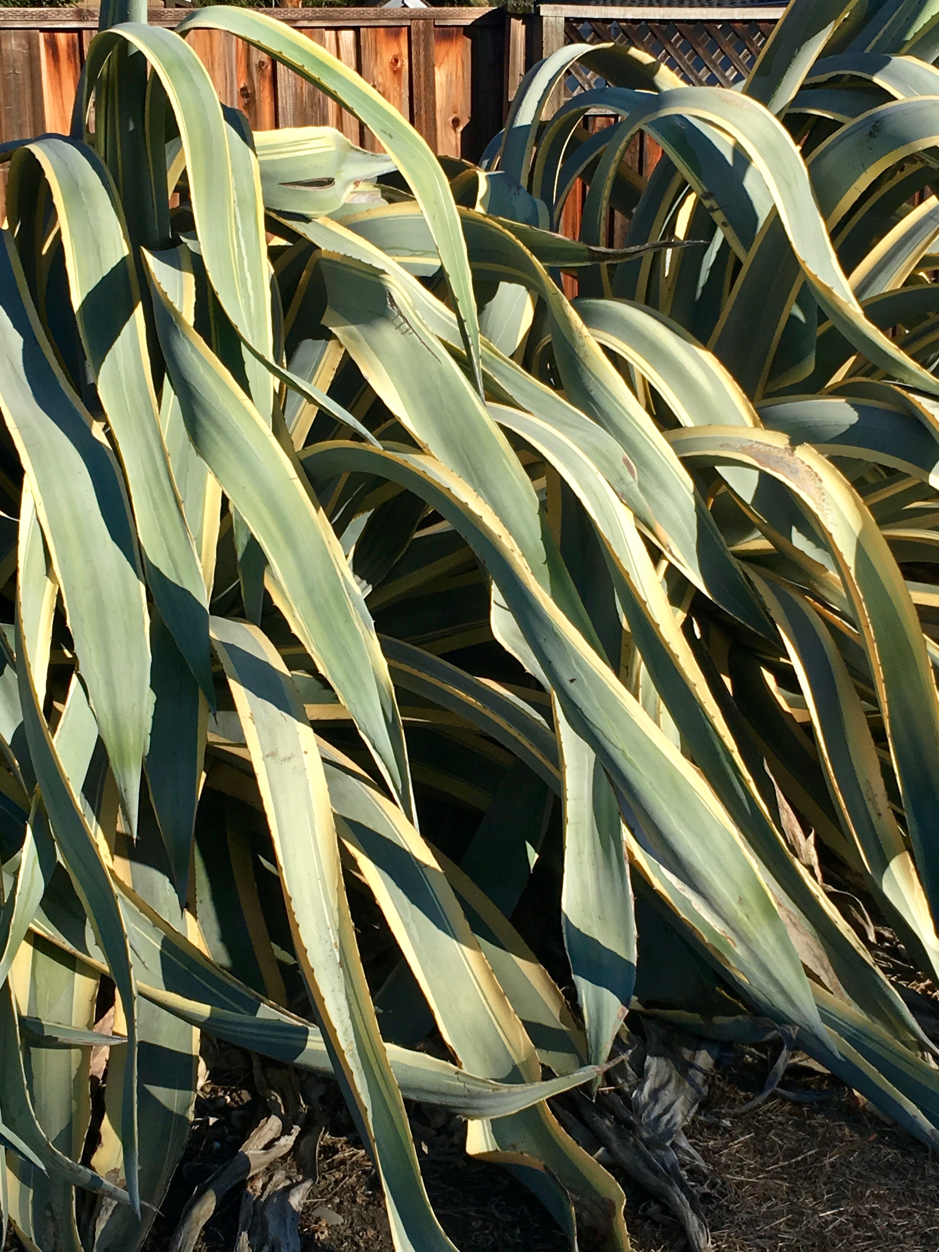 maguey-iron-horse-trail-1