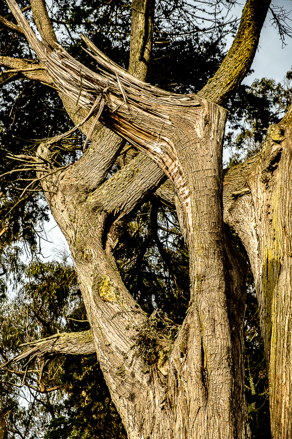 ww- tree trunk gg park-3223-3