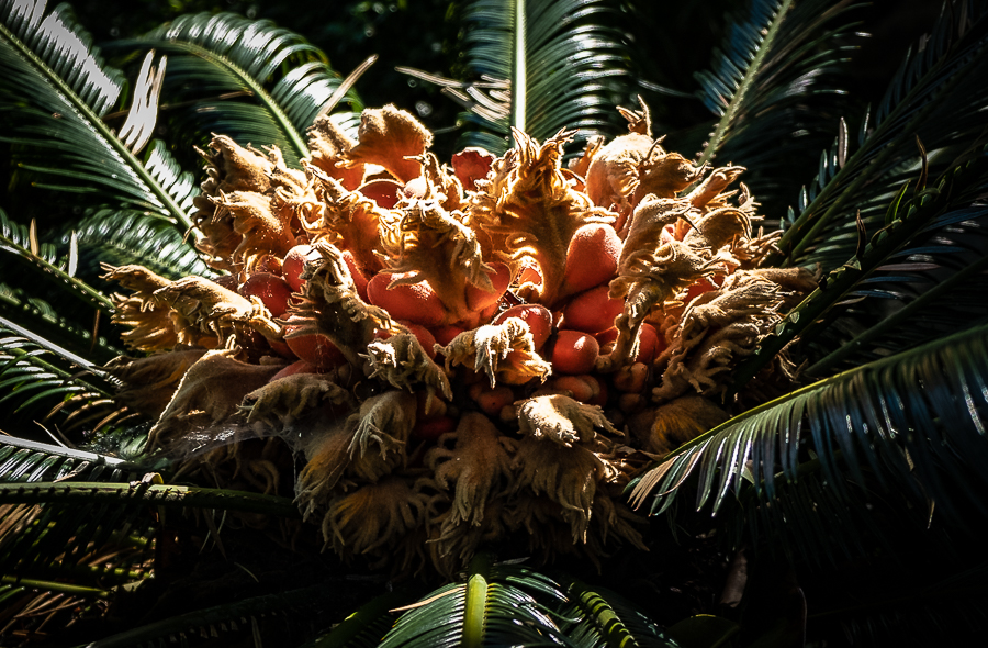 SRF Garden - Encinitas-3759-2