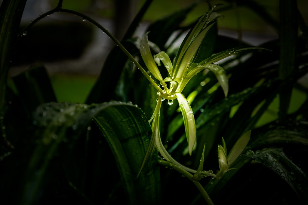 Spider plant: nature’s champion home air&nbsp;purifier