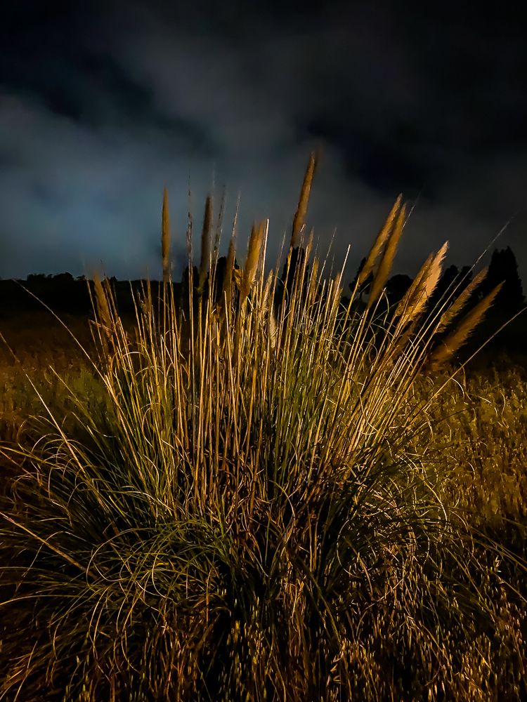 By the light of a street lamp-brush plant-6737