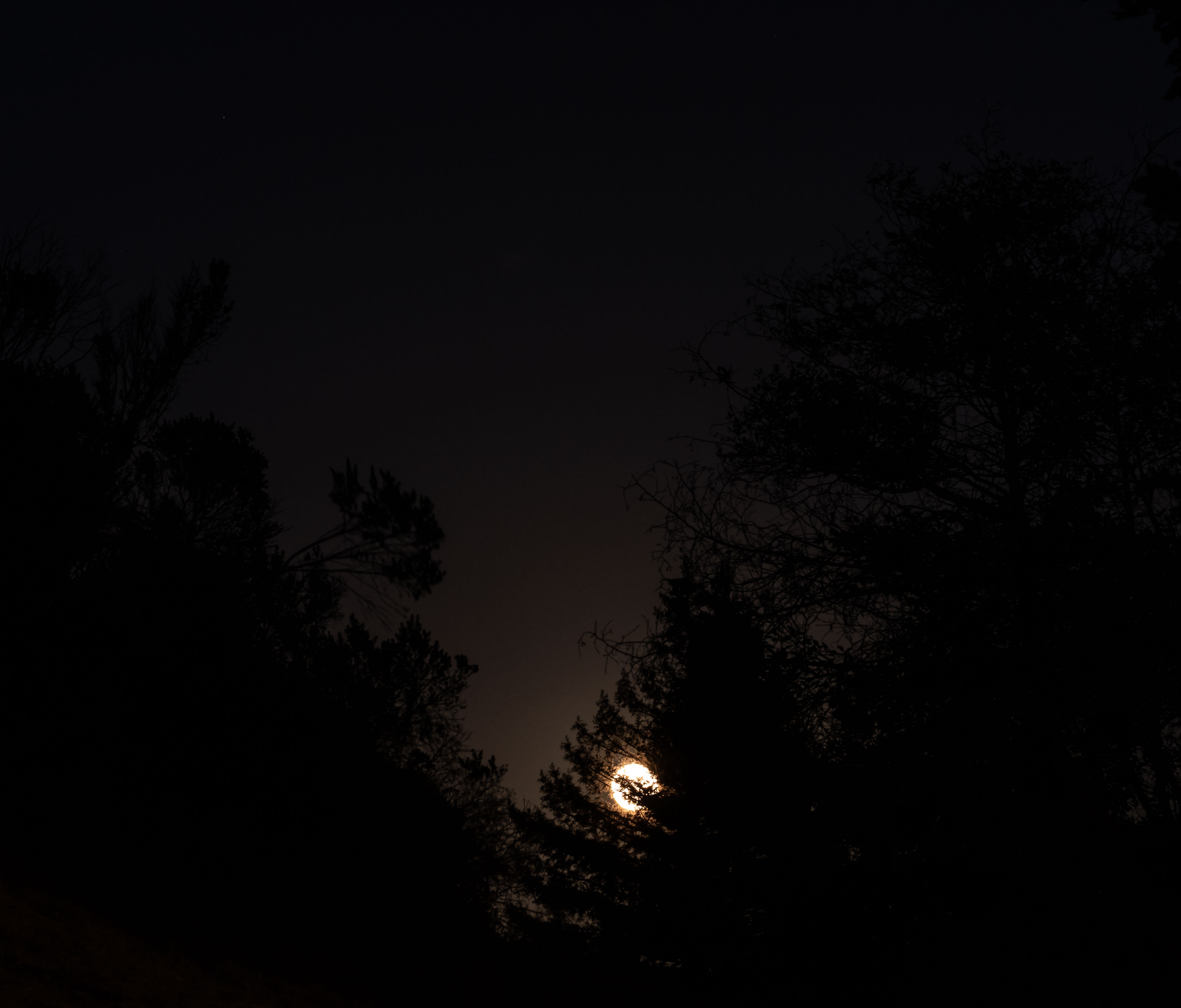 Flower Moon - May 29,2018 3-1751