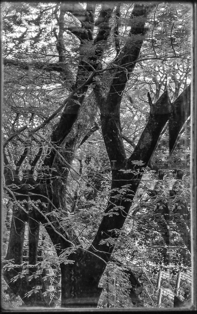 B&amp;W Bevelled Glass -0980