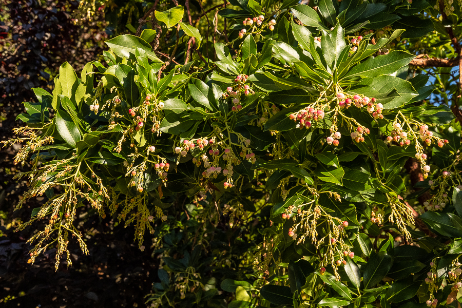 Flowering Madrone