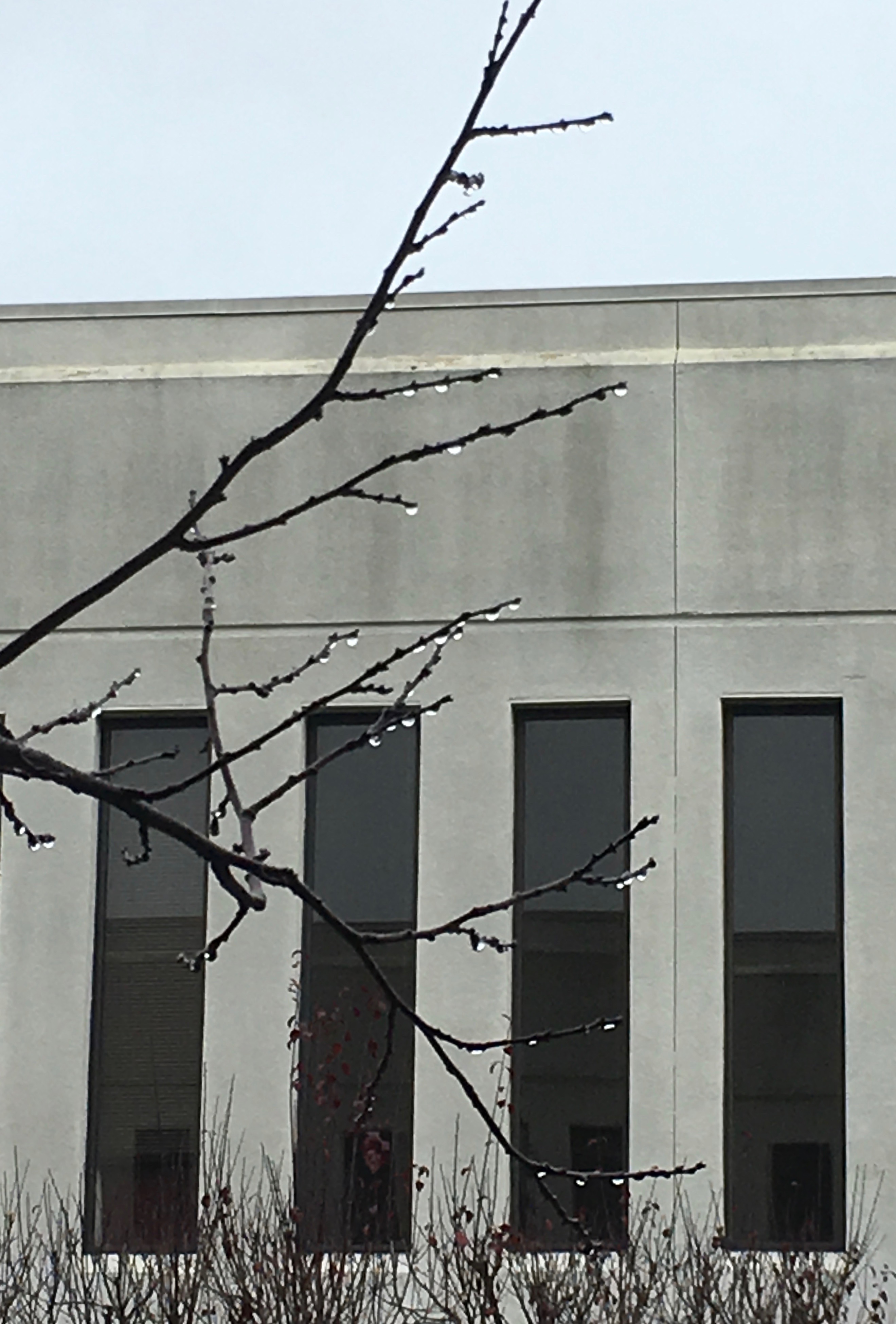 branch_rain-drops_2491