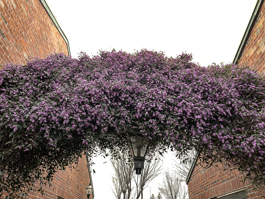 All of a sudden… Spring on a cloudy&nbsp;day