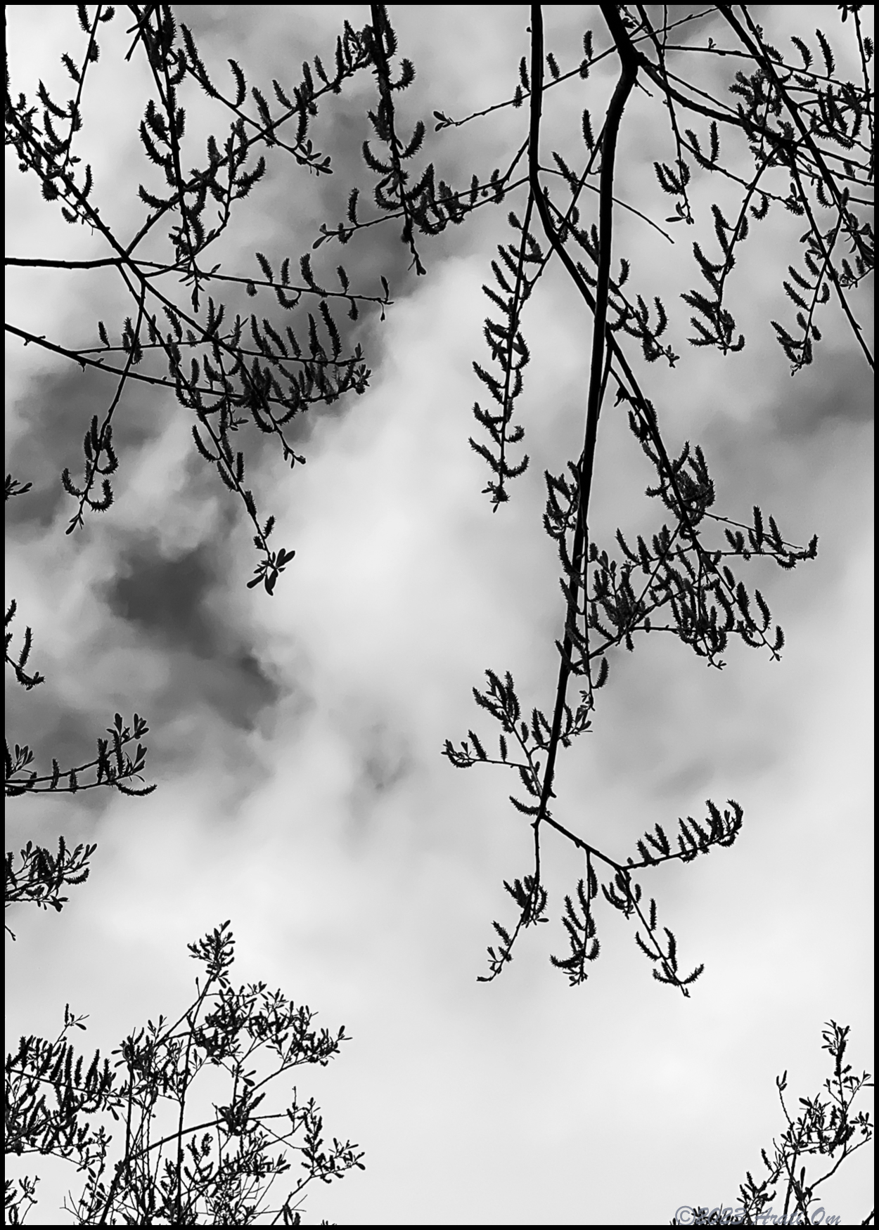 Monochrome Mondays: Springtime newness