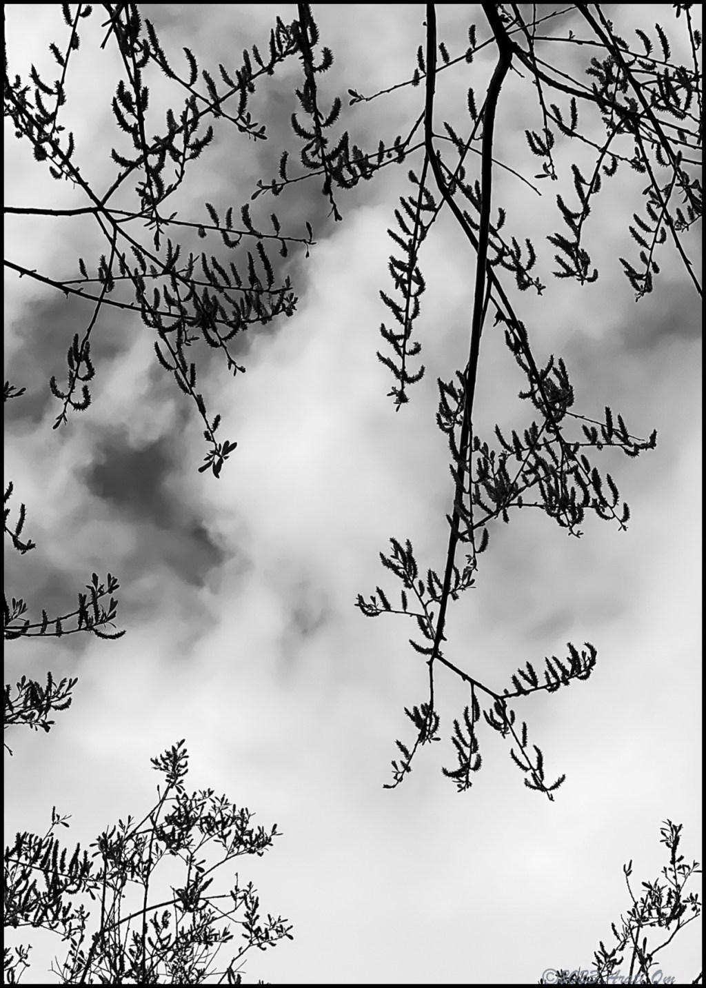 Monochrome Mondays: Springtime&nbsp;newness